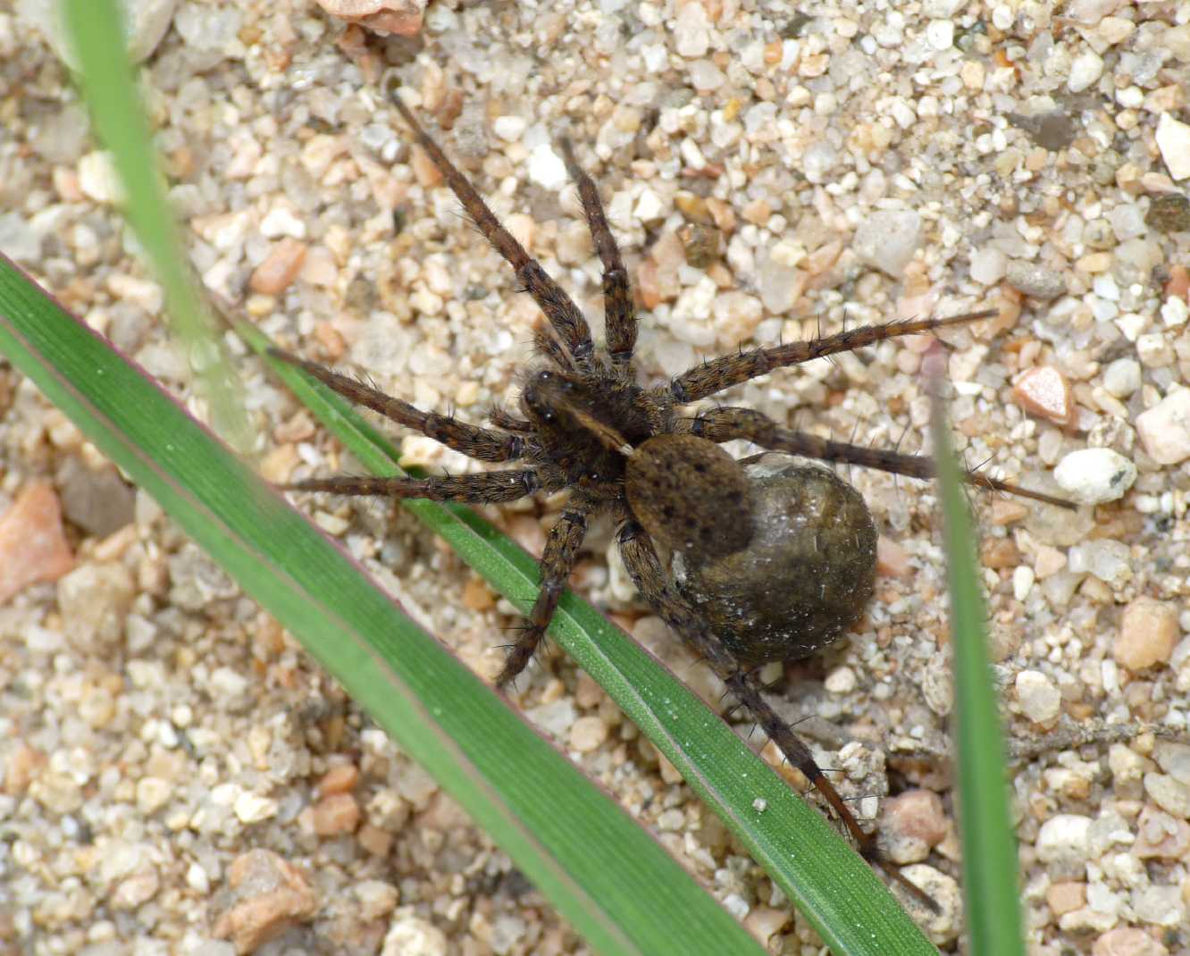 Piccolo Lycosidae con ovisacco